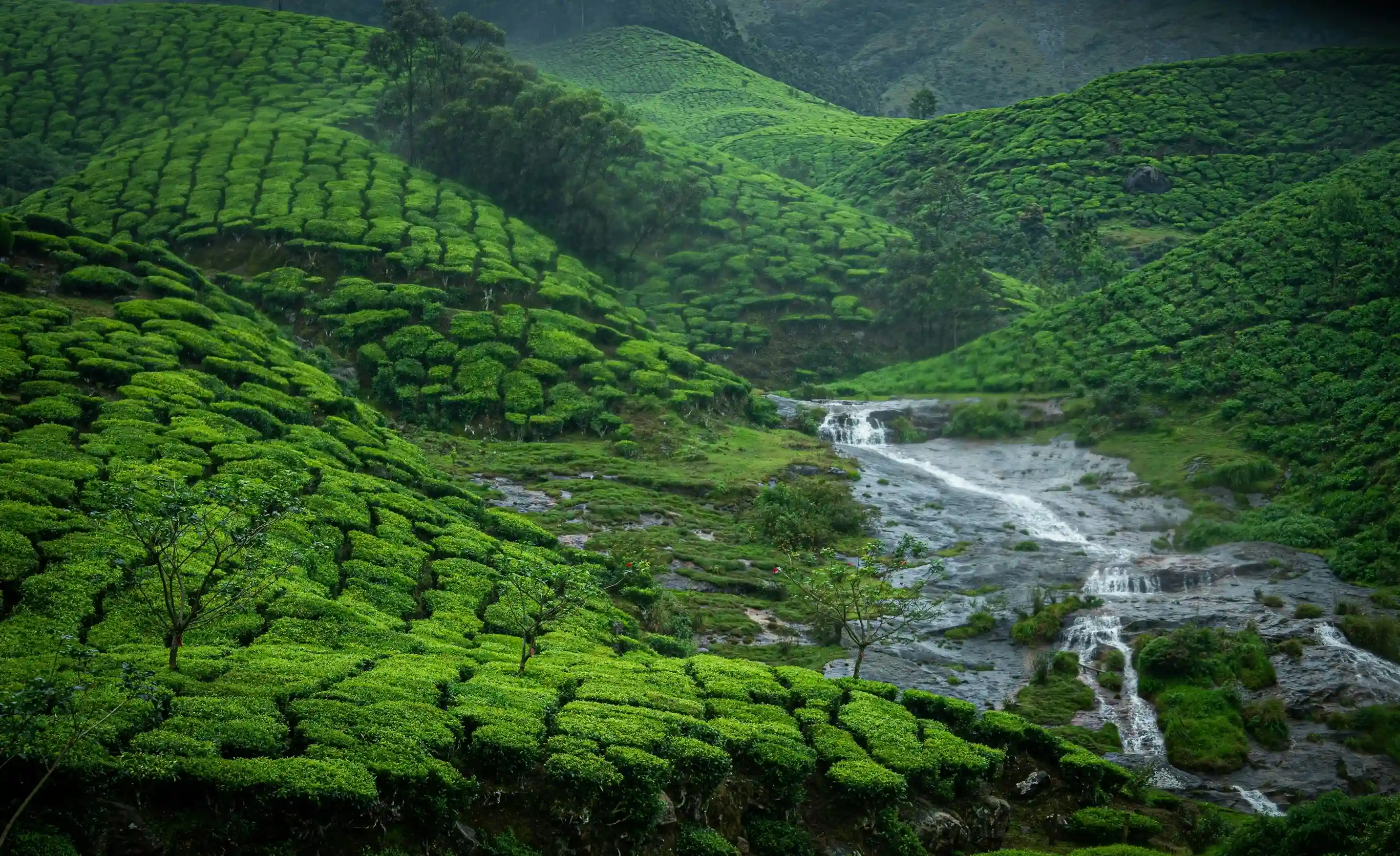 KERALA (Munnar/Alleppey)